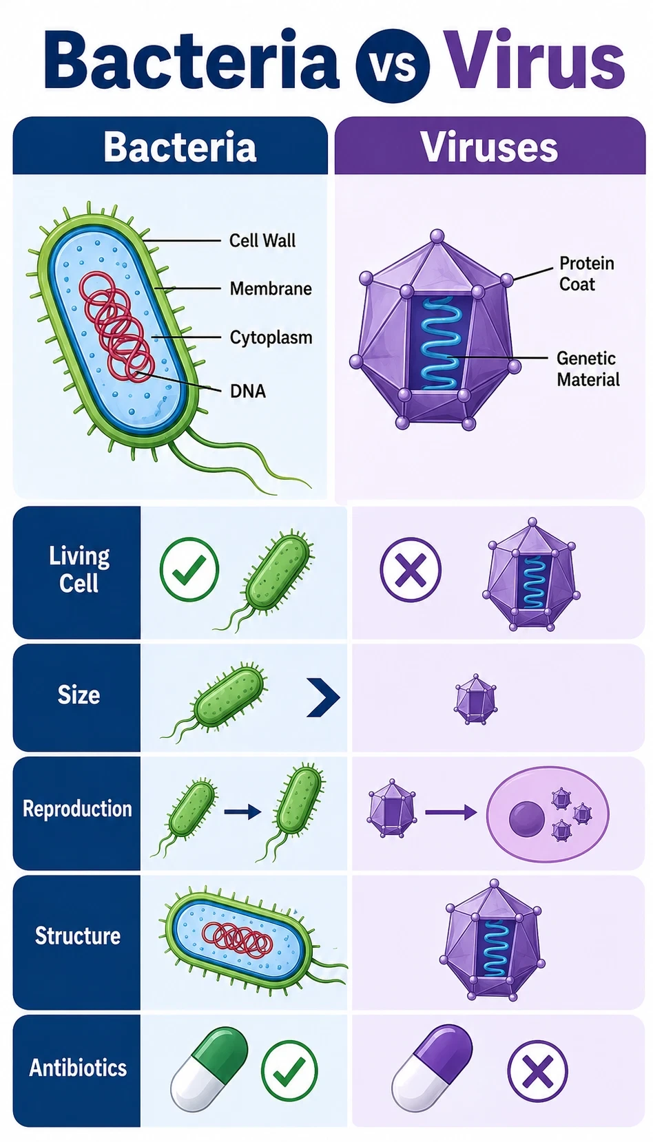 bacteria vs virus infographic showing Bacteria are living single-celled organisms, Viruses are much smaller and need host cells to reproduce, Bacteria can reproduce on their own, Viruses carry genetic material inside a protein coat