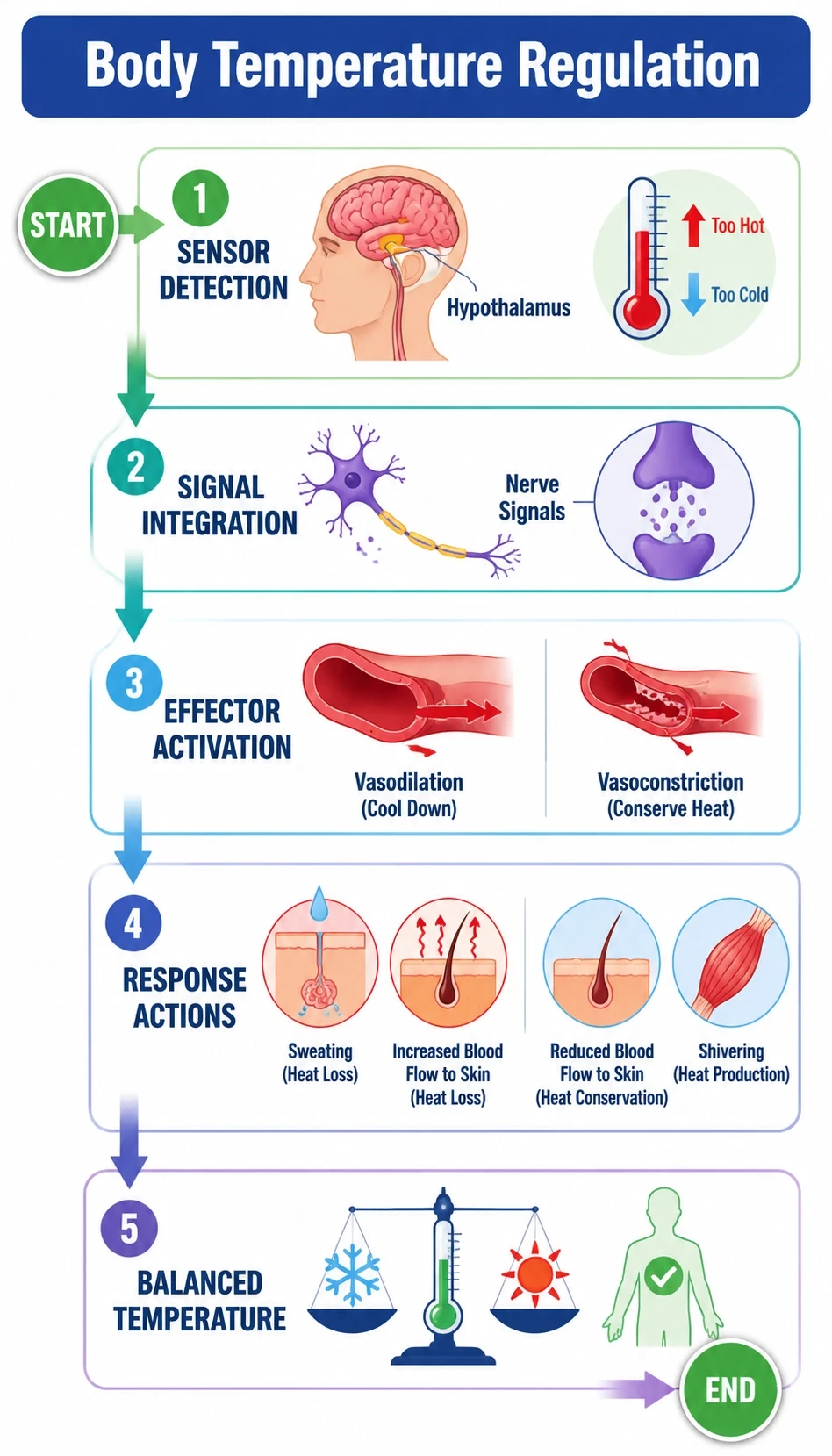 body temperature regulation infographic showing starting point, major steps, key molecules or structures, direction of flow