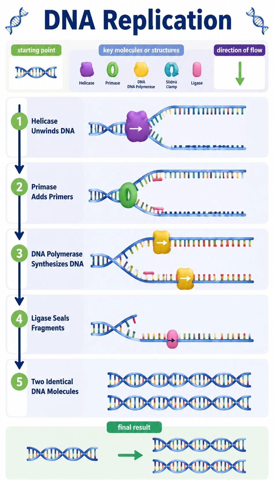 dna replication infographic showing starting point, major steps, key molecules or structures, direction of flow