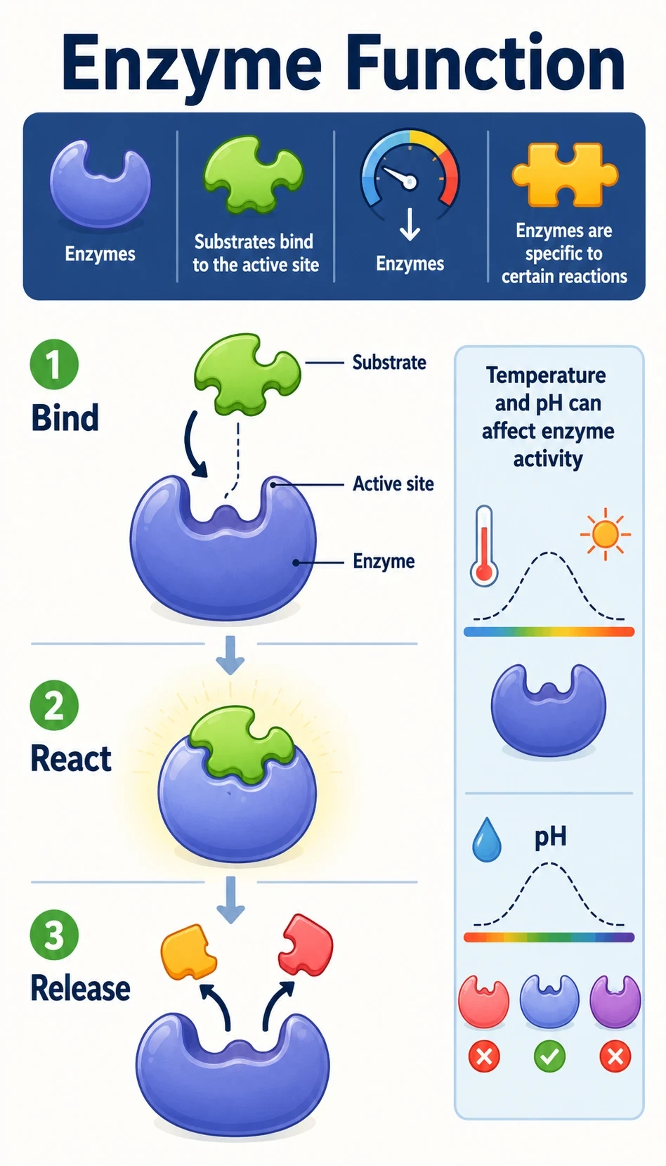 enzyme function infographic showing Enzymes are biological catalysts, Substrates bind to the active site, Enzymes help lower the energy needed for reactions, Enzymes are specific to certain reactions