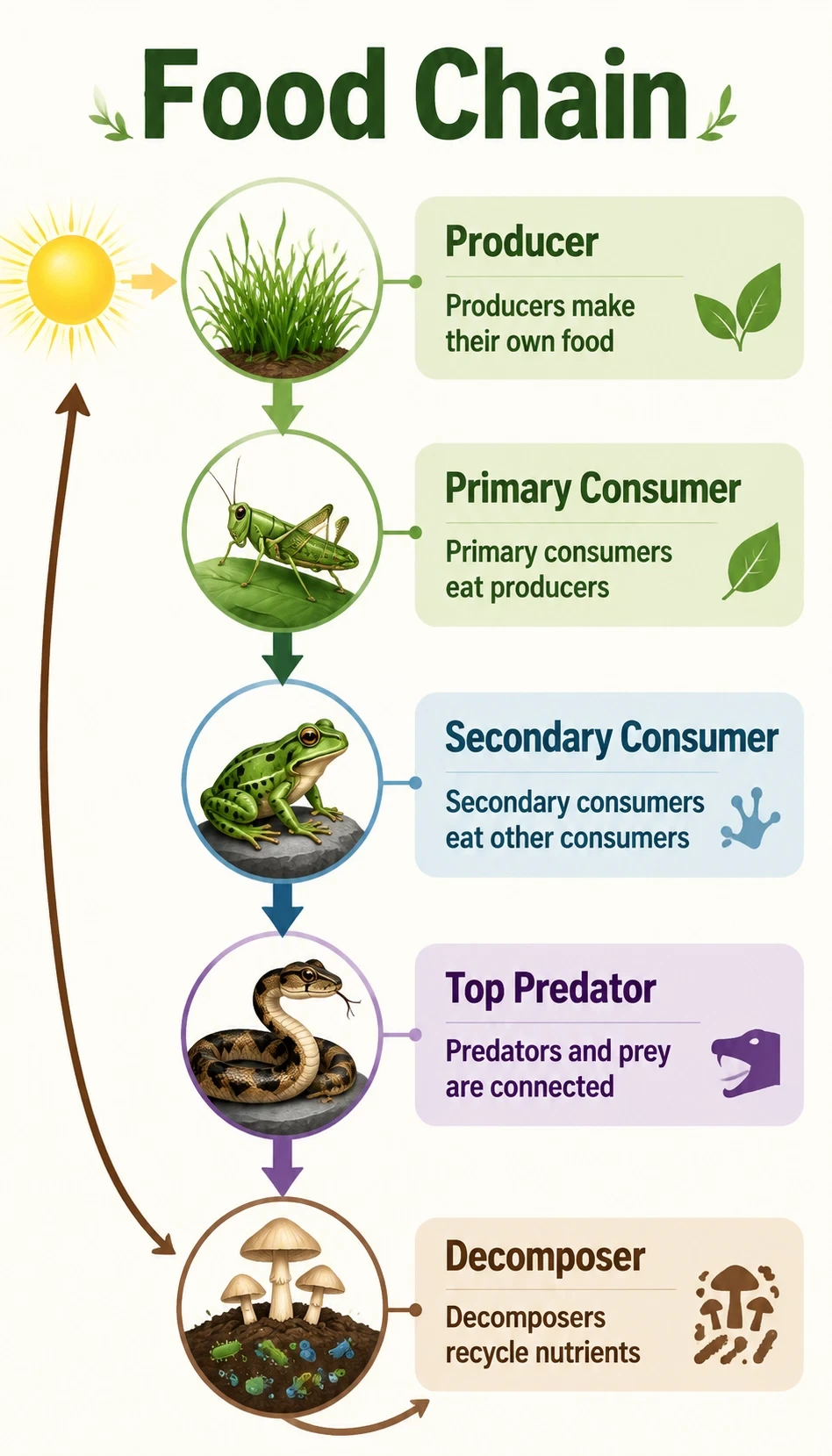 food chain infographic showing Producers make their own food, Primary consumers eat producers, Secondary consumers eat other consumers, Predators and prey are connected