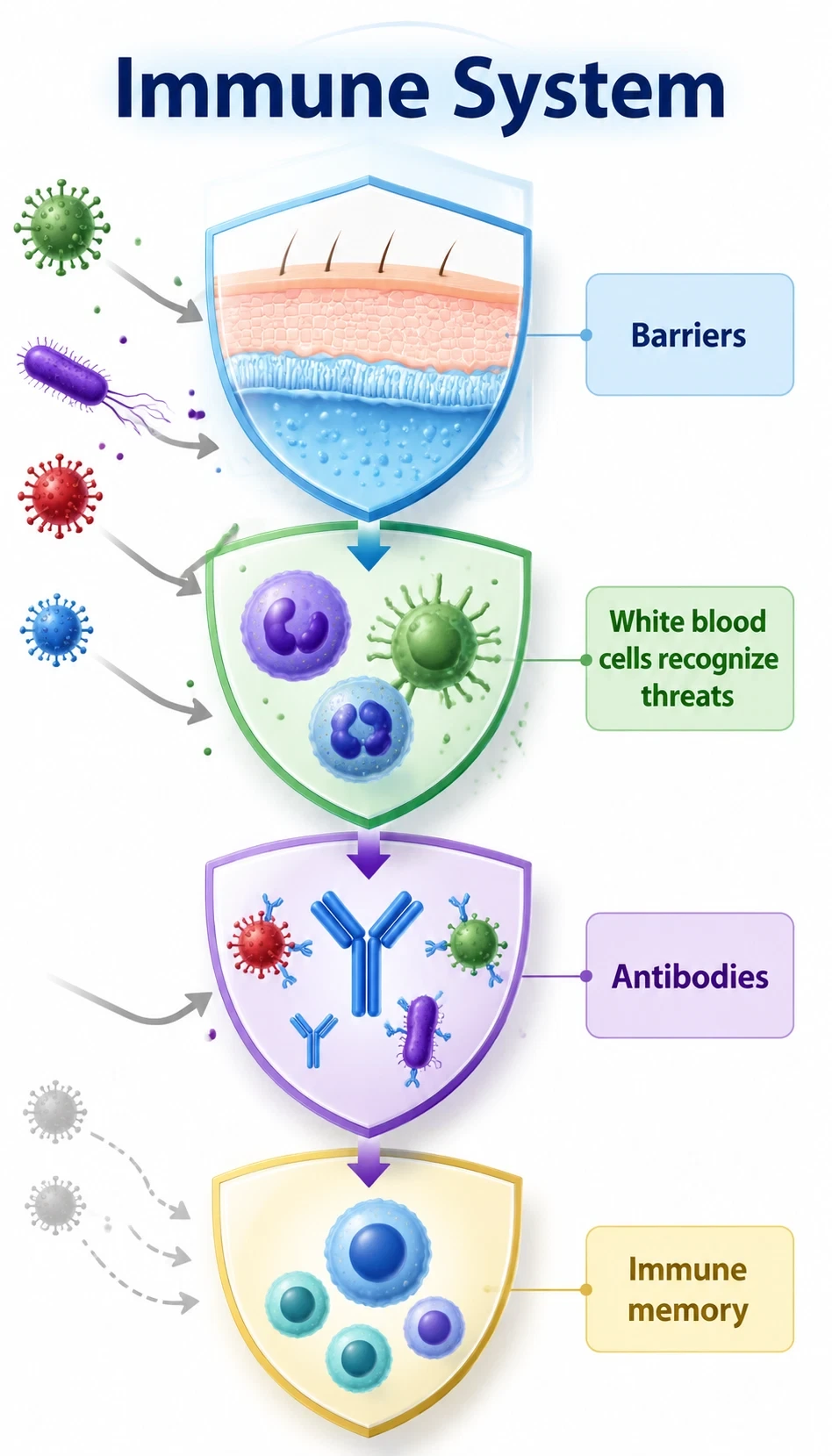 immune system infographic showing Barriers help prevent pathogens from entering, White blood cells recognize threats, Antibodies can help target specific pathogens, Immune memory helps the body respond faster later