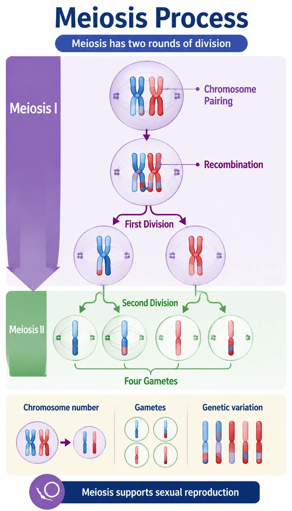 meiosis process infographic showing Meiosis has two rounds of division, Chromosome number is reduced, Gametes are produced, Genetic variation can increase through recombination