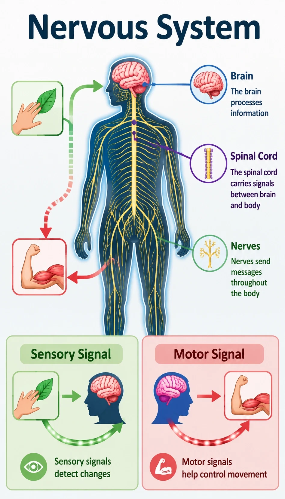 nervous system infographic showing The brain processes information, The spinal cord carries signals between brain and body, Nerves send messages throughout the body, Sensory signals detect changes