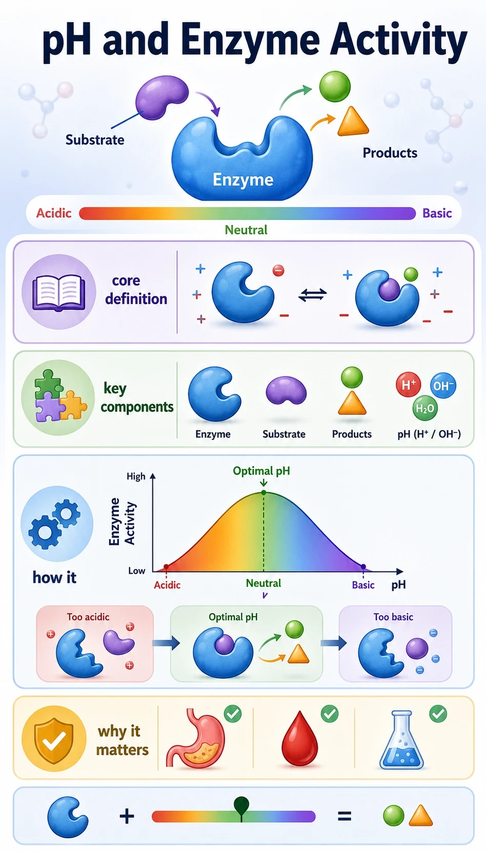 ph and enzyme activity infographic showing core definition, key components, how it works, why it matters