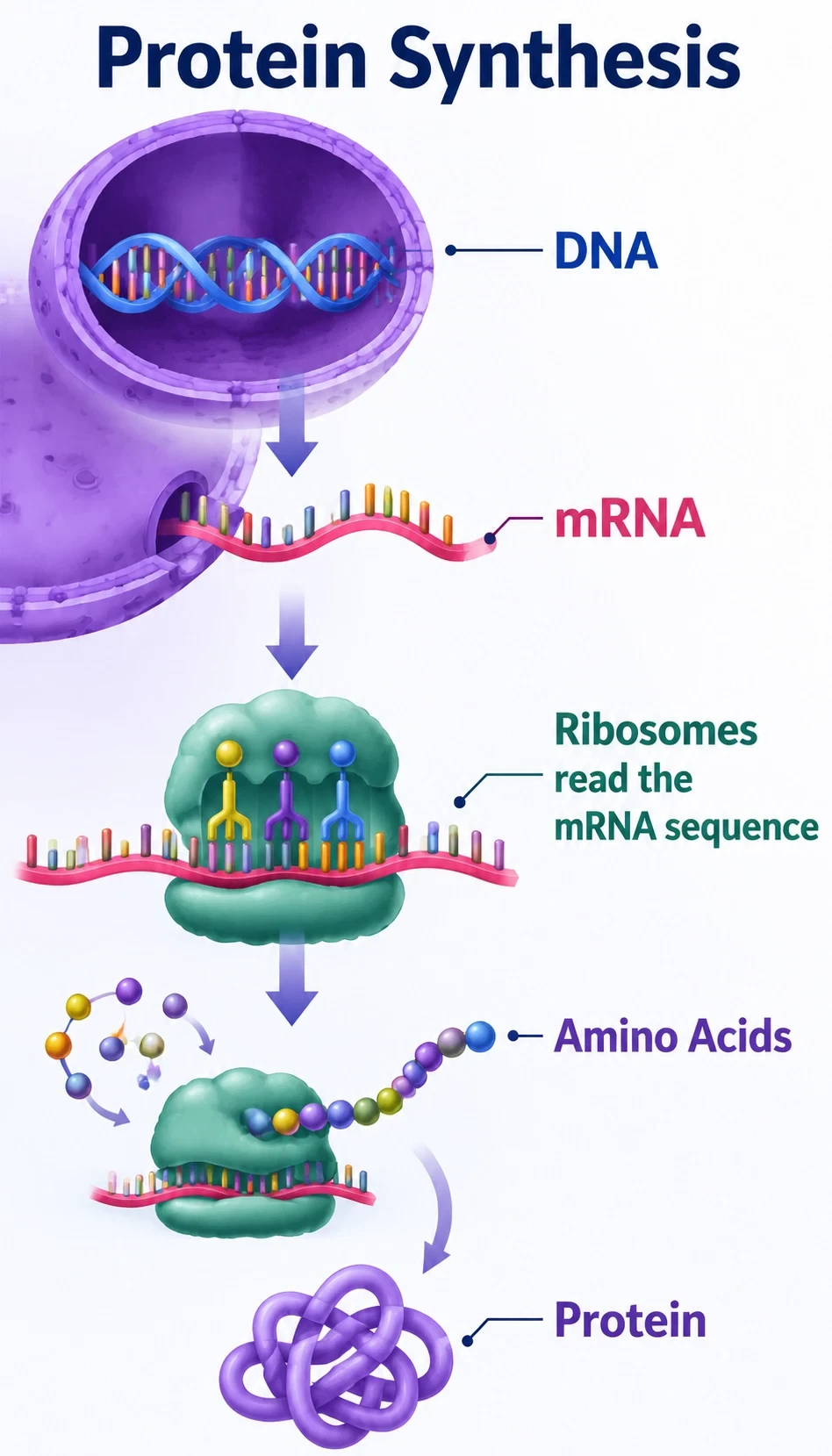 protein synthesis infographic showing DNA contains instructions, mRNA carries a copied message, Ribosomes read the mRNA sequence, Amino acids are joined together