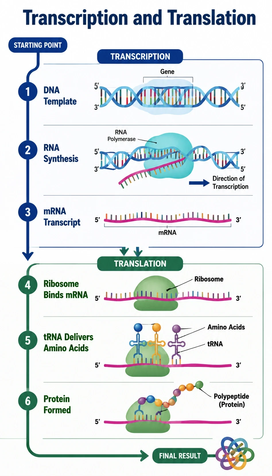 transcription and translation infographic showing starting point, major steps, key molecules or structures, direction of flow